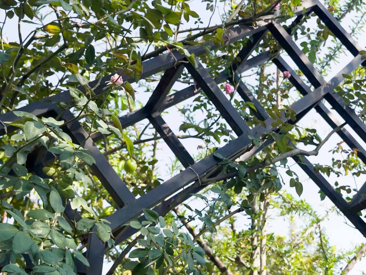 Garden metal trellises, free-standing for climbing plants