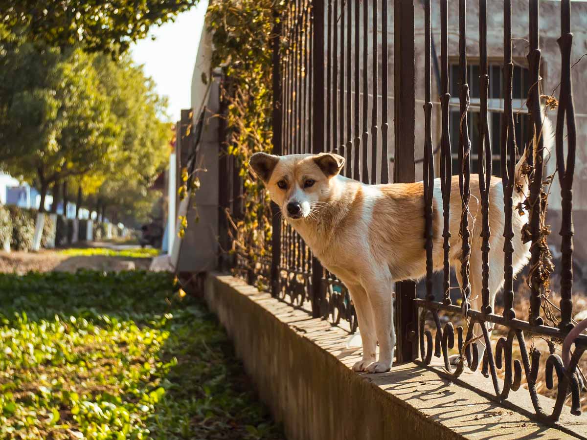 What are the Best Fences for Dogs
